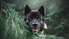 Virgas suņiem palīdzība nav nepieciešama