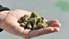 Koalīcijā nav vienprātības par medicīniskās marihuānas legalizāciju