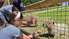 Foto un video: Pietur uz vairākām stundām. Kazdangas Zoo aizrauj bērnus un iepriecina vecākus