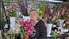Foto: Liepājas Pētertirgu ieņem gladiolas