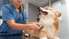 Veterinārā klīnika atgādina: kad pēdējo reizi vedi mīluli uz veselības pārbaudi?