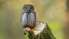 DAP Putnu dienās aicinās iepazīt gada putnu - apodziņu
