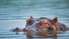 Kolumbija pieņem plānu Eskobara nīlzirgu nokaušanai