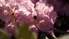 LU Botāniskajā dārzā sākuši ziedēt rododendri