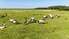 Video: Atjaunota Papes dabas parka tiešsaistes kameras darbība