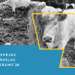 Kaspars Podnieks. Izstāde “Divradzis”